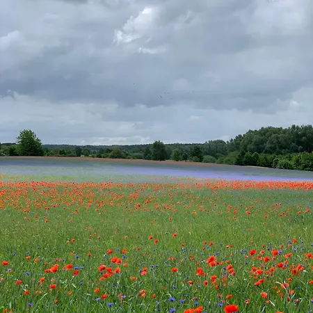 Guilietta * Goehren-Lebbin